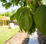 _98A0651_resize.JPG